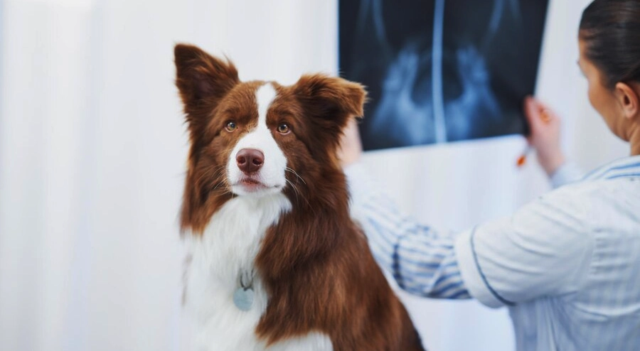 Centro Veterinário Luengo realiza exames de imagem em cachorros e gatos 24 horas. Raio-x, Ultrasonografia.